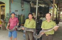 Trăn hàng chục kg, dài hơn 4 mét cắn nhầm chủ khi cho ăn