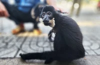 Người dân bàn giao vượn đen má trắng cực kỳ quý hiếm
