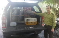 Cặp tê tê cùng 26 động vật hoang dã quý hiếm được thả về rừng