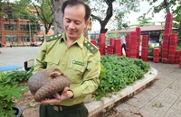 Tê tê quý hiếm bò vào trường THCS ở Quận 12 trong đêm mưa gió
