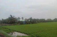 Chưa từng sử dụng đất nông nghiệp có được mua đất trồng lúa?