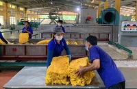 Mủ cao su cốm Việt Nam được nhiều thị trường xuất khẩu đặt hàng. Ảnh: MINH PHƯƠNG