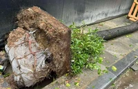 Điều gì sẽ xảy ra nếu cây xanh đô thị đã trồng còn nguyên bầu đất?