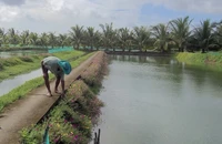 Chuyện éo le ở làng cá Tân Thành, Cà Mau