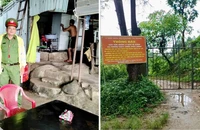 Bão số 13: Đà Nẵng sơ tán 115 người dân, đóng đường lên bán đảo Sơn Trà