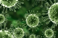 Đà Nẵng kích hoạt giám sát toàn diện trước nguy cơ virus Nipah