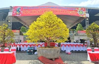 Những cội mai vàng quyến rũ nhất Đà Nẵng