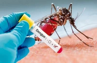 Việt Nam tham gia thử nghiệm vaccine sốt xuất huyết của Nhật Bản