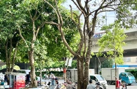 Hà Nội khẩn trương rà soát cây xanh trường học khi siêu bão số 3 sắp đổ bộ