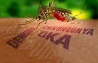Bác sĩ chỉ cách phân biệt bệnh Chikungunya và sốt xuất huyết 
