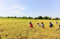 Nhà báo Cuba: Việt Nam giúp Cuba gieo trồng không chỉ hạt giống, mà cả niềm tin