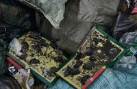 'Cơn sốt chuột' đe dọa lính Nga và Ukraine