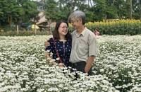 Vườn cúc họa mi trái mùa - điểm đến giải nhiệt mùa hè tại xứ Quảng 