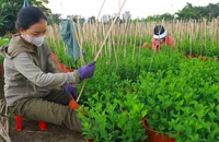 TP.HCM: Nhiều nhà vườn hoa kiểng giảm số lượng hoa Tết