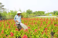 Thương lái vẫn chưa ghé, nhà vườn thấp thỏm lo đầu ra hoa Tết 