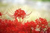 Trend 'hoa bỉ ngạn' xôn xao cõi mạng từ đâu mà ra? 