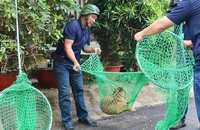 Đội bắt chó thả rông phường Hiệp Bình Chánh tiếp tục ra quân