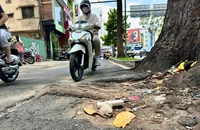 Tréo ngoe: Cây xanh 'phá nát' vỉa hè, vỉa hè 'bức' cây xanh 