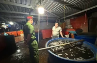 Vụ 3.000 tấn ốc ngâm 'thủy tinh lỏng': Những vấn đề pháp lý và nguy cơ sức khỏe