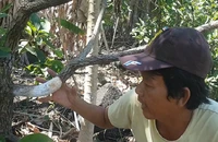 Đồng Nai: Hàng trăm cây bơ bị hạ độc 