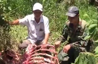 Một con bò tót bị giết lấy thịt tại Vườn quốc gia Cát Tiên
