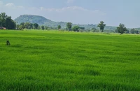Đồng Nai sẽ chuyển đổi 677ha đất lúa làm 23 dự án