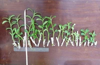 Trộm 2 giỏ lan 'đột biến', lãnh án 7 năm tù 