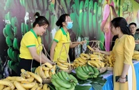 Đồng Nai muốn xuất khẩu 500.000 tấn chuối trong năm nay