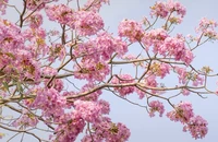Ngắm hoa kèn hồng rực rỡ, đẹp như 'phố Nhật' ở Đồng Nai 