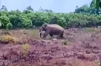Đồng Nai: Voi rừng tấn công, một người dân bị thương nặng