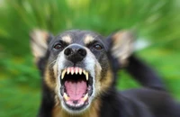 Một người đàn ông bị chó nhà bị bệnh dại cắn tử vong 