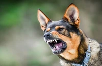 Một người đàn ông tử vong do bệnh dại sau 4 tháng bị chó cắn