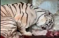 Bạch hổ Bengal quý hiếm sinh 5 hổ con tại Khu du lịch Vườn Xoài