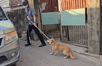 Đồng Nai: Bắt chó thả rông, phòng bệnh dại 