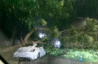 Đồng Nai: Mưa giông khiến cây lớn đổ đè ô tô trên đường 
