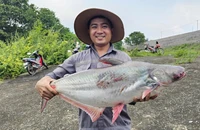 Hàng ngàn người đi săn cá to ở đập Thủy điện Trị An