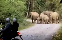 Đàn voi mẹ, voi con bất ngờ xuất hiện gần khu dân cư ở Đồng Nai