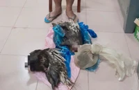 Nam thanh niên bẫy động vật quý hiếm trong rừng Cát Tiên mang đi bán thì bị bắt