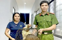 Con tê tê chạy vào nhà, người dân bắt rồi mang nộp cho công an