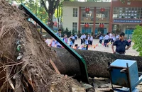 Mưa giông lốc ở Đồng Nai, cây cổ thụ bật gốc đổ gục trong sân trường
