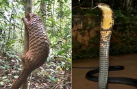 12 cá thể động vật hoang dã có tên trong sách đỏ được thả về rừng ở Đồng Nai 