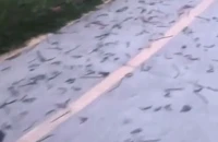 Giun đất bò dày đặc lên đường bê tông ở Đồng Nai