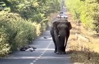 Gặp voi 'ngà lệch' thong dong đi dạo, người dân bỏ xe máy chạy thoát thân