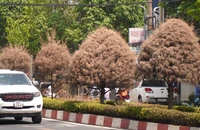 Khắc phục hàng cây Tùng Dương 'đẹp như mơ' đang khô héo 