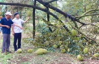 Mưa giông lốc xoáy ở Đồng Nai khiến gần 25 tấn sầu riêng bị rụng trái