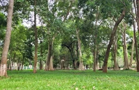 Giàn cây cổ thụ vạn người mê ở TP Buôn Ma Thuột