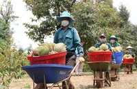 Nông dân bức xúc vì 'bỗng dưng' mất mã vùng trồng sầu riêng