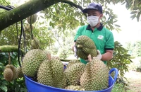 Nhiều thách thức trong xuất khẩu sầu riêng chính ngạch