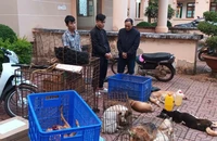 Vừa ra tù đã cầm đầu đường dây trộm 3 tấn chó liên tỉnh 