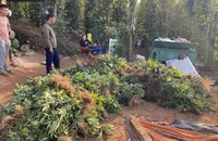 Phát hiện vụ trồng, sơ chế cần sa quy mô lớn ở vùng biên giới 